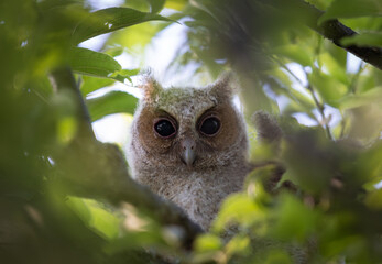 Collared Scops Owl baby peering from his secret spot