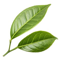 Obraz premium Two vibrant green tea leaves with prominent veins, isolated on white background