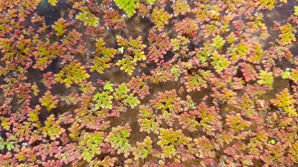 Azolla Water Fern Surface. Aquatic plants that float on the surface of the water, similar to aquatic ferns or shallow-water algae. small aquatic fern densely covering the water surface in a bright