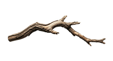 Fototapeta premium Dry Twisted Tree Branch Isolated on White Background 5.