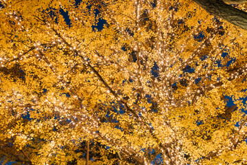 秋・冬　紅葉の色づいた銀杏の葉に施されたイルミネーションの電飾の光　クリスマス・ホリデー・イベント・美しいデコレーションの背景