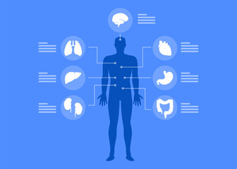 Human organs internal diagram stock illustration