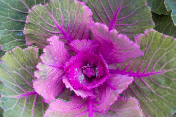 A close-up photo of Flowering Kale shows its vibrant purple and green color, with aphids in the center, indicating no pesticides were used.