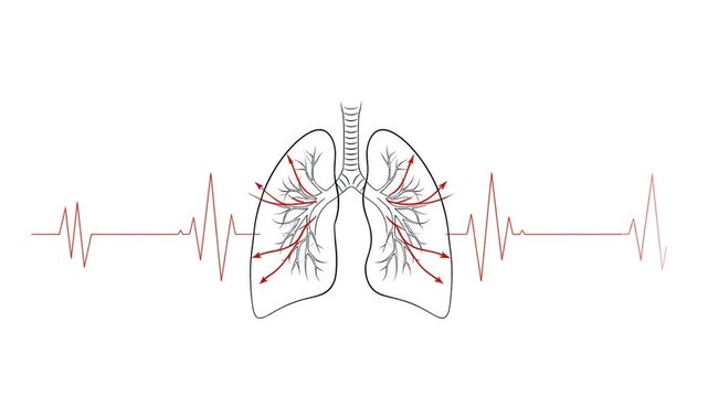 Animated lungs diagram gently moving with respiration, oxygen exchange process