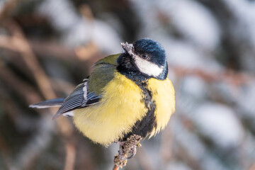 Cute bird Great tit, songbird sitting on a branch without leaves in the autumn or winter.