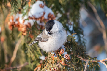 Cute bird the willow tit, song bird sitting on the fir branch with snow in winter
