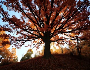 autumn sunset in the park