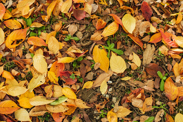 秋・冬の森の背景　紅葉した枯れ葉の落ち葉で敷き詰められた地面乾いた葉　観光・旅行・アウトドア　季節・乾燥・自然の風景