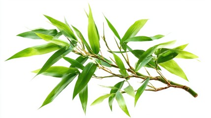 Fototapeta premium A bamboo branch showcases an array of bright green leaves against a plain background. This natural element is ideal for decorating spaces or creating floral arrangements.