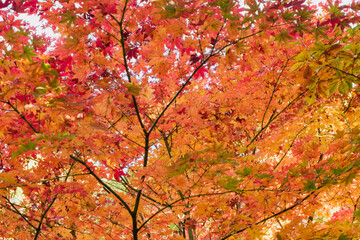 秋・木漏れ日に当たり赤く染まった森の木々の葉の紅葉の風景背景　壁紙・日本・季節・四季・オレンジ・赤・楓・アウトドア