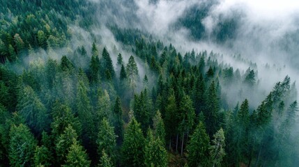 A vast expanse of evergreen trees stretches across the landscape enveloped in a gentle mist. The early morning light filters through the fog creating an ethereal atmosphere.