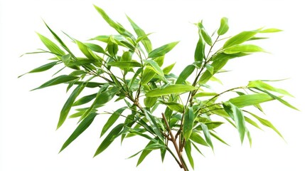Obraz premium A lush bamboo plant displays bright green leaves with a strong stem. Its fresh foliage has an elegant shape enhancing the natural beauty of the indoor setting.