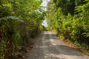 Gravelly countryside road with dense vegetation on both side.