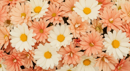 Close-up of a beautiful bouquet of peach and white daisies.