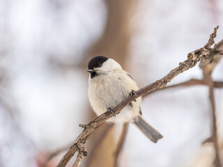 Cute bird the willow tit, song bird sitting on a branch without leaves in the winter.