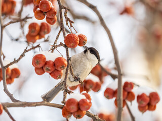 Cute bird the willow tit, song bird sitting on a branch without leaves in the winter.