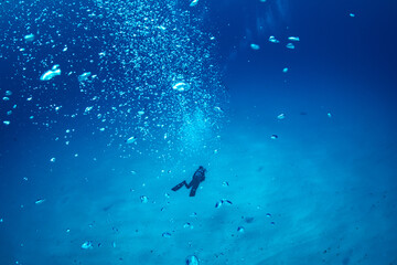 ダイバー　小笠原