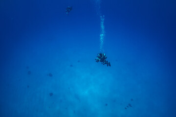 ダイバー　小笠原