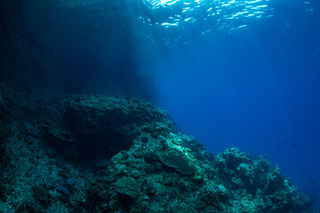 南島の海中　小笠原