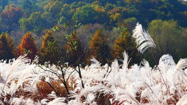Silver waves flow through the reed fields in autumn.가을의 억새밭에 은빛물결이 흐르고있습니다.