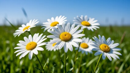 Daisies blooming in sunlit meadow