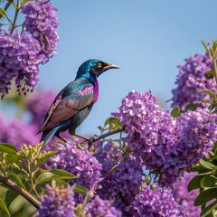 A violet-backed bird among ripe purple blossoms, clear with a beautiful background.