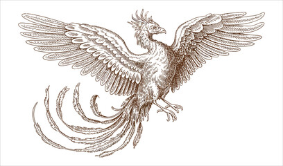 Phoenix Tail and Feather Illustration - Decorative Fantasy Element