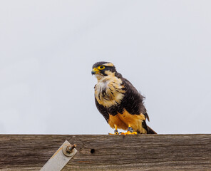 A rare Northern Aplomado Falcon perched on a telephone pole