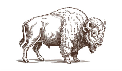 Detailed American Bison Side View Vintage Engraving