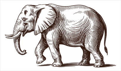 Detailed African Elephant Vintage Ink Sketch (Side View)