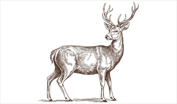 Vintage Hand Drawn Stag Deer with Antlers Illustration