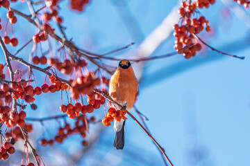Bullfinch sits on a branch and eats small red apples. The Eurasian or common bullfinch, pyrrhula pyrrhula