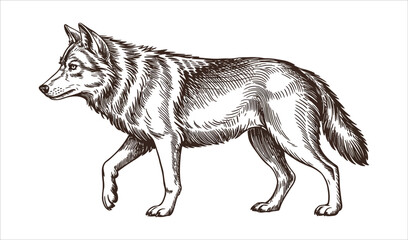 Gray Wolf (Canid) Vintage Engraving Sketch Illustration