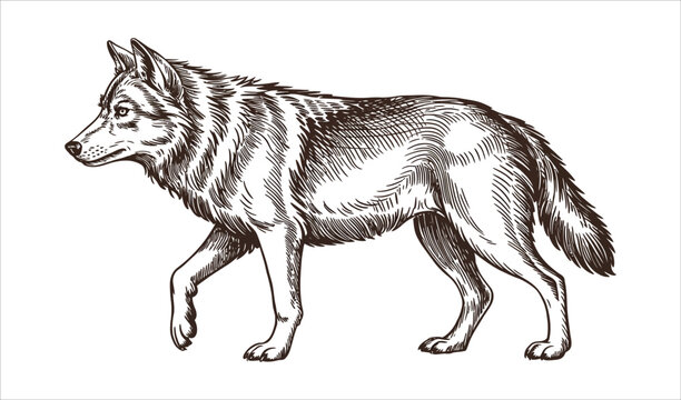 Gray Wolf (Canid) Vintage Engraving Sketch Illustration