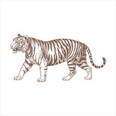 Retro Woodcut Style Walking Tiger Sketch Illustration