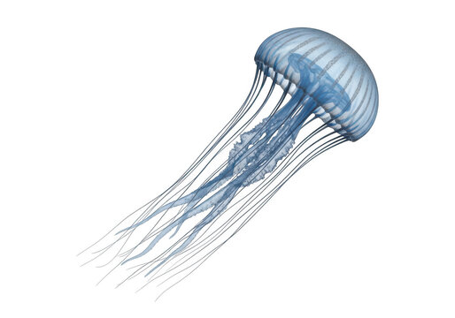 Translucent blue jellyfish with long tentacles floats isolated on a black background. isolated on transparent background