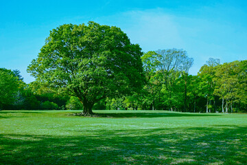 緑の公園