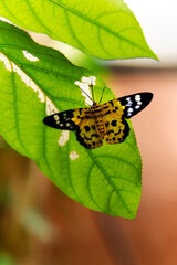A detailed close-up of a butterfly perched on fresh green leaves, showcasing natural textures, soft background blur, and organic outdoor lighting. Perfect for nature themes, animal subjects, backgroun