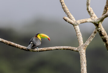 Fototapeta premium Keel billed Toucan perched on a tall tree