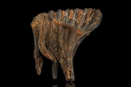 Ancient woolly mammoth molar (toth) with enamel ridges and dentin core, closeup view on black background