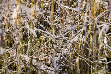 Plant branches dusted with snow