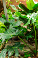 A collection of natural garden backgrounds captured in a cozy outdoor cafe, showcasing vibrant greenery, wooden textures, and a peaceful environment. Ideal for nature-themed designs, backgrounds, or r