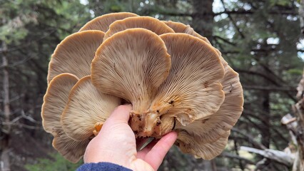 Completely natural and healthy oyster mushrooms growing on spruce trees in the forest