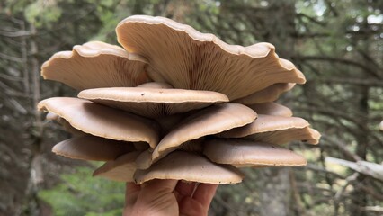 Completely natural and healthy oyster mushrooms growing on spruce trees in the forest