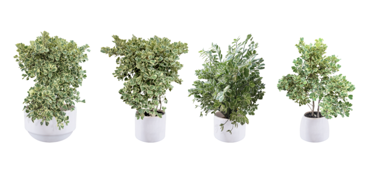 Collection ornamental trees and shrubs (ficus, fig) with colorful foliage. in clay pots for home and garden decoration. Total of 4 trees. (png) Isolated on white background. collage with herbs.