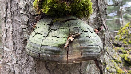 Natural Tinder Fungus Growing on Tree Trunk
