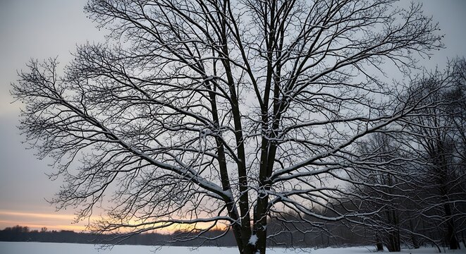 Bare winter tree silhouette against cloudy sky at sunset