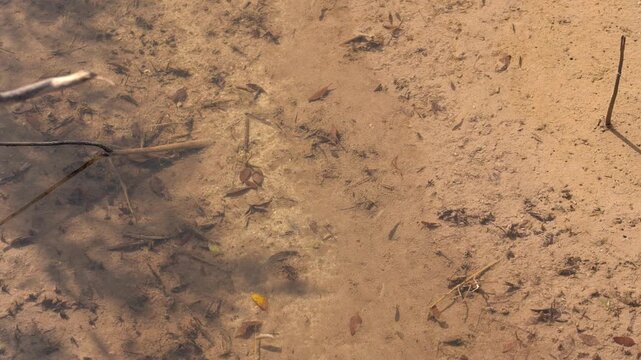 Juvenile fish swimming in a shallow mangrove stream at low tide in Abu Dhabi