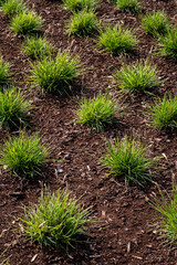 New planting of ornamental grass in pattern with fresh ground bark, as a nature background
