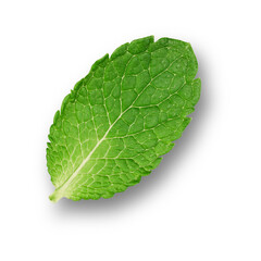 Obraz premium Isolated Natural Mint Foliage for Herbal and Health Concepts